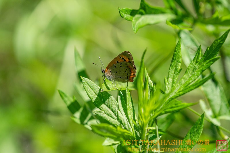 ../Images/7R240723 (52).jpg